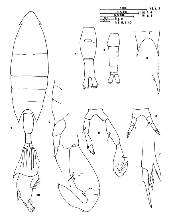 Espèce Calanopia thompsoni - Planche 9 de figures morphologiques