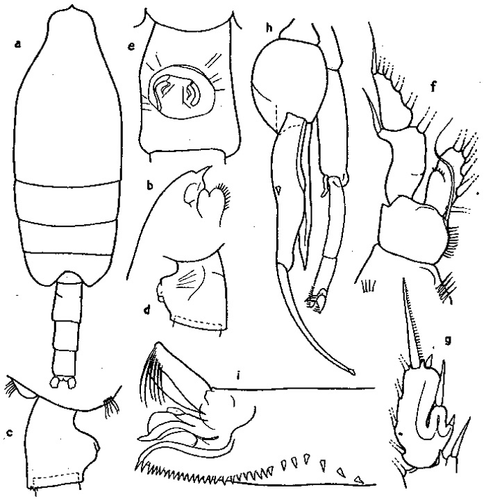Species Paraeuchaeta russelli - Plate 4 of morphological figures