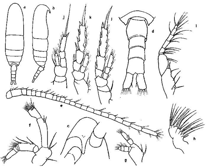 Espèce Teneriforma naso - Planche 4 de figures morphologiques
