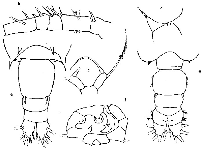 Espce Acartia (Odontacartia) australis - Planche 1 de figures morphologiques