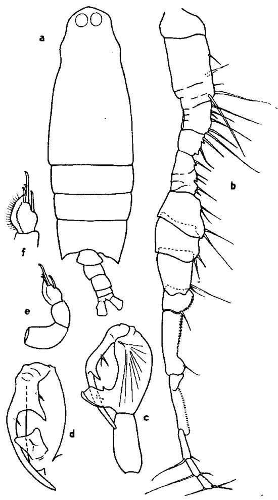 Espèce Labidocera farrani - Planche 4 de figures morphologiques
