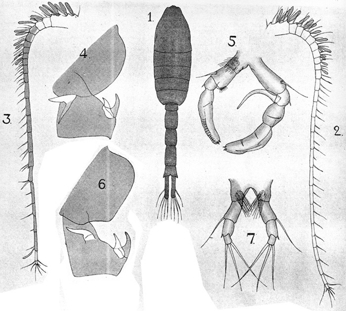 Espèce Metridia princeps - Planche 13 de figures morphologiques