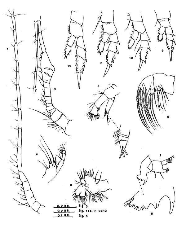 Espèce Calanopia thompsoni - Planche 10 de figures morphologiques