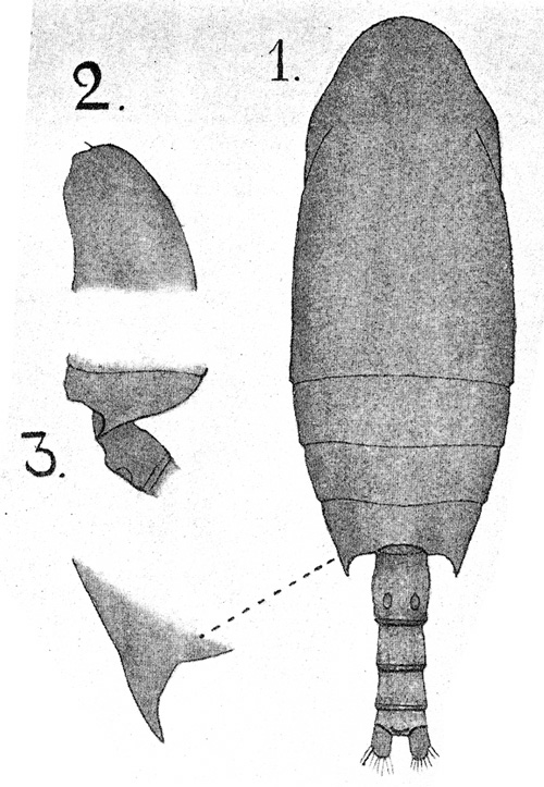 Espèce Chiridius polaris - Planche 7 de figures morphologiques