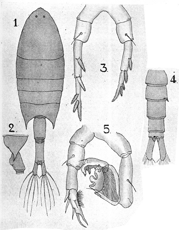 Espèce Calanopia elliptica - Planche 2 de figures morphologiques