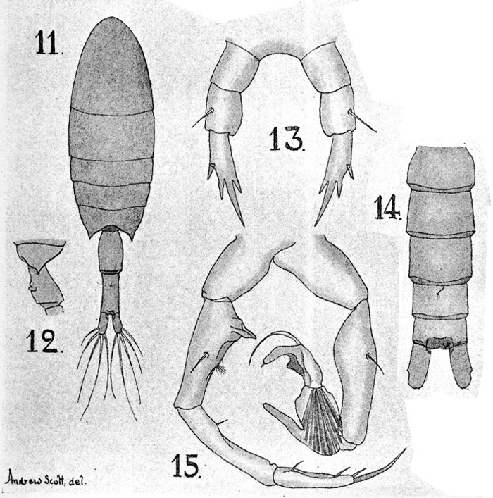 Espce Calanopia americana - Planche 1 de figures morphologiques