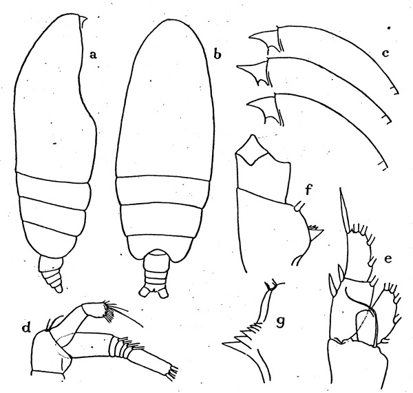 Espce Euchirella latirostris - Planche 1 de figures morphologiques
