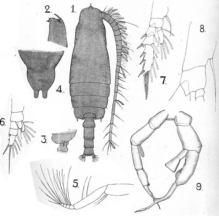 Species Gaetanus kruppii - Plate 11 of morphological figures