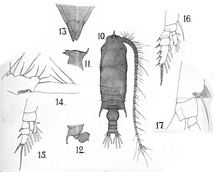 Espce Gaetanus latifrons - Planche 6 de figures morphologiques