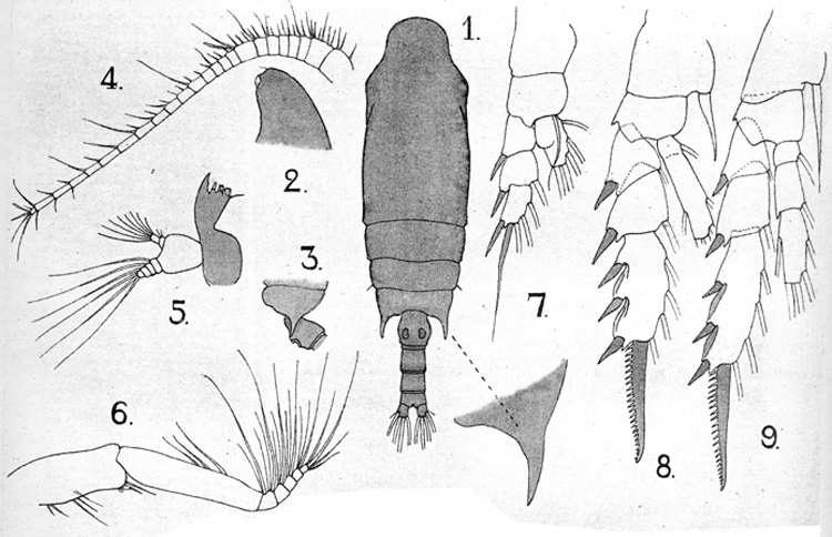 Species Chiridius gracilis - Plate 9 of morphological figures