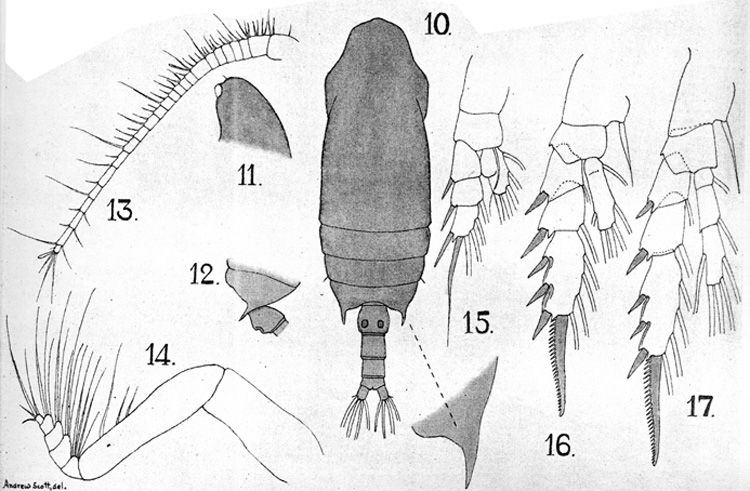 Espèce Chiridius poppei - Planche 7 de figures morphologiques