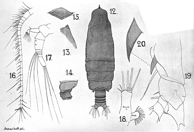 Species Euchirella maxima - Plate 8 of morphological figures