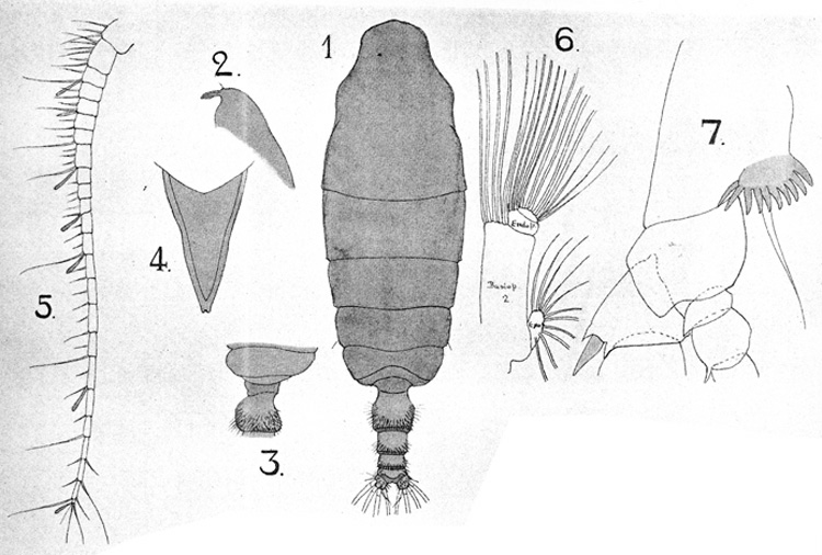 Espèce Pseudochirella obtusa - Planche 13 de figures morphologiques