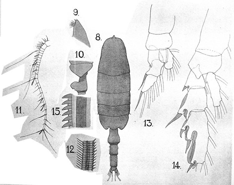 Species Paraeuchaeta tuberculata - Plate 4 of morphological figures