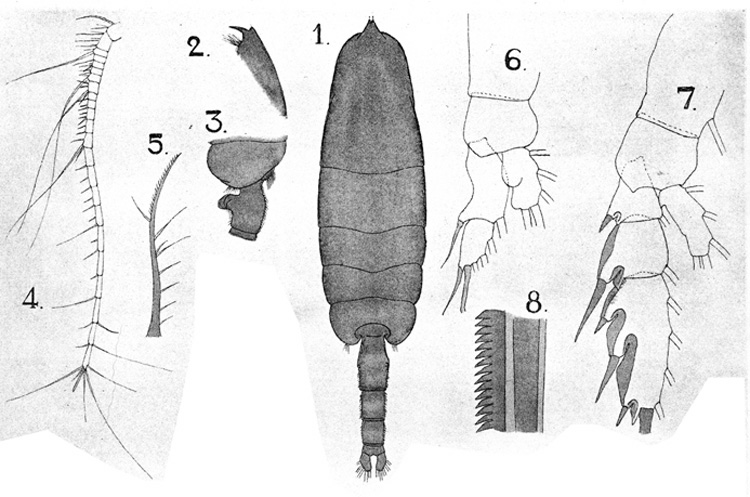 Species Euchaeta tenuis - Plate 5 of morphological figures