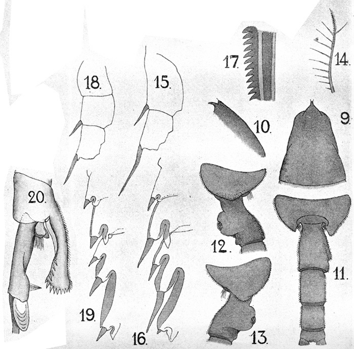 Espce Euchaeta rimana - Planche 5 de figures morphologiques