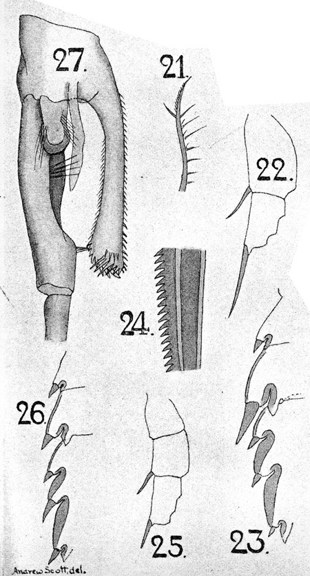Espce Euchaeta concinna - Planche 9 de figures morphologiques