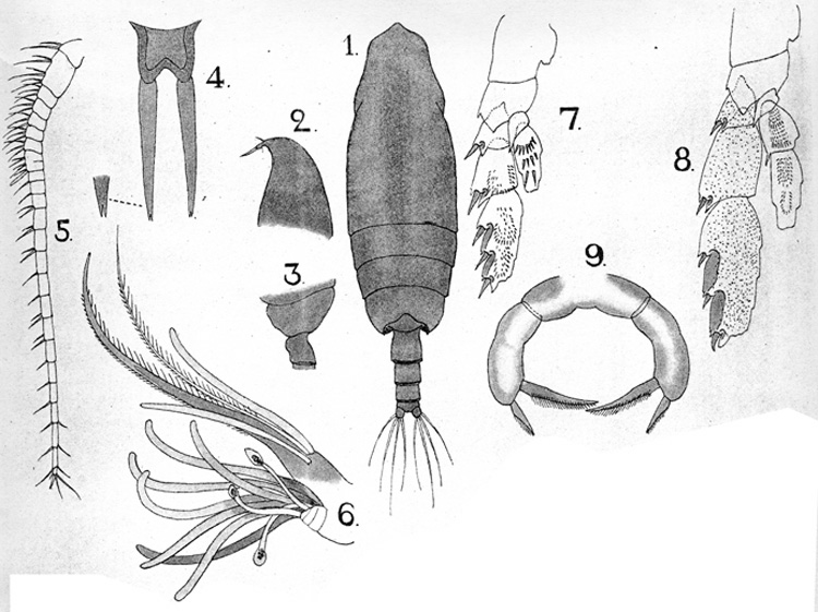 Species Pseudoamallothrix emarginata - Plate 8 of morphological figures