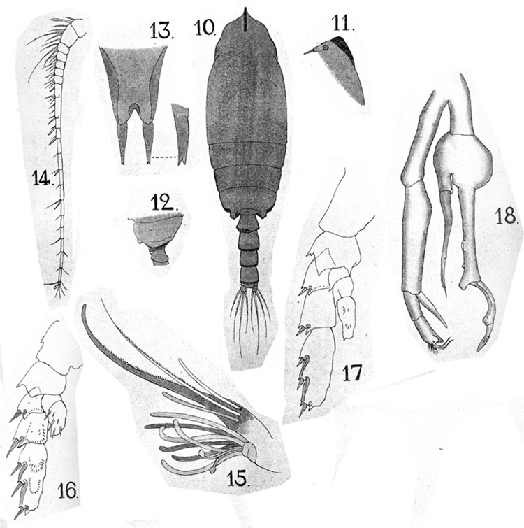 Espèce Scottocalanus persecans - Planche 7 de figures morphologiques