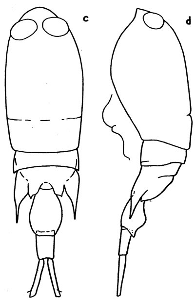 Espèce Corycaeus (Corycaeus) crassiusculus - Planche 4 de figures morphologiques