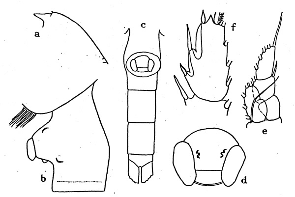 Espce Paraeuchaeta rasa - Planche 2 de figures morphologiques