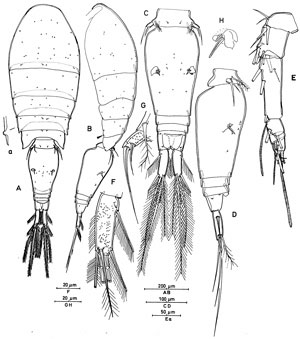 Espce Oncaea mediterranea - Planche 2 de figures morphologiques