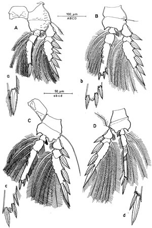 Espce Oncaea mediterranea - Planche 4 de figures morphologiques