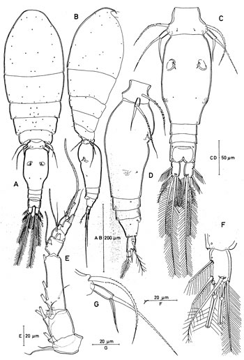 Species Triconia recta - Plate 1 of morphological figures