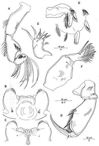 Species Triconia recta - Plate 2 of morphological figures
