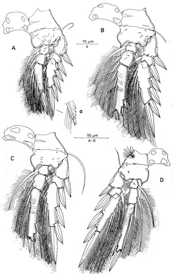 Species Triconia recta - Plate 3 of morphological figures
