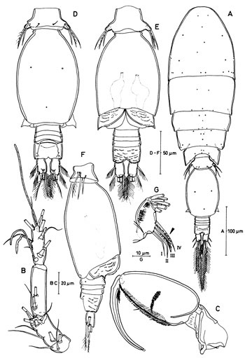 Species Triconia recta - Plate 4 of morphological figures
