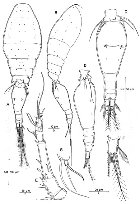Species Triconia dentipes - Plate 3 of morphological figures