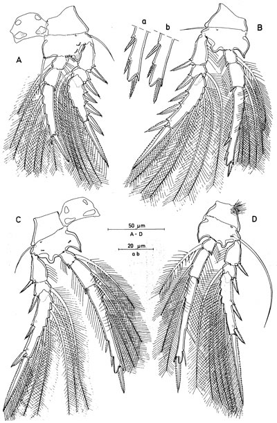 Species Triconia dentipes - Plate 5 of morphological figures