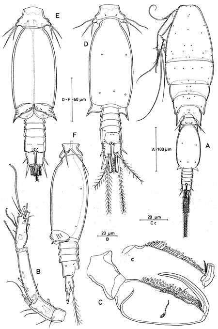 Species Triconia dentipes - Plate 7 of morphological figures