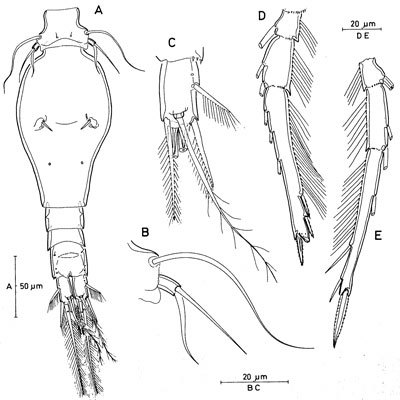 Species Triconia dentipes - Plate 6 of morphological figures