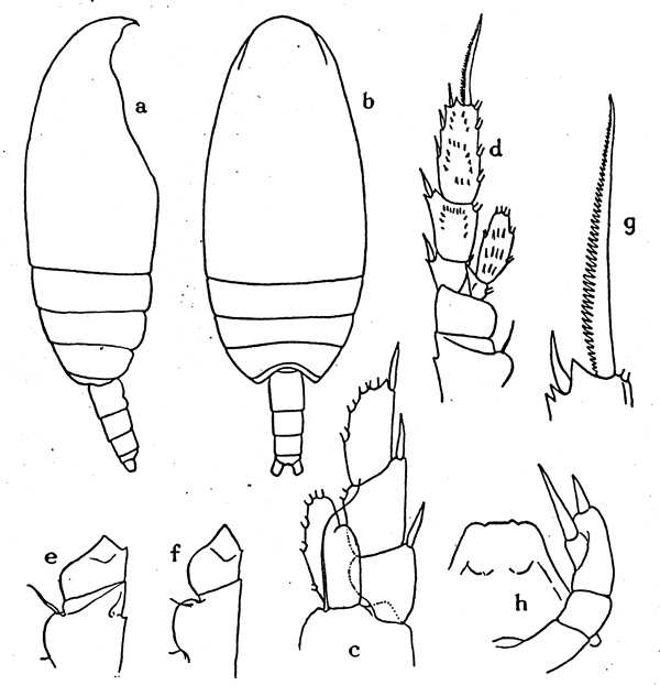 Espèce Pseudoamallothrix incisa - Planche 1 de figures morphologiques