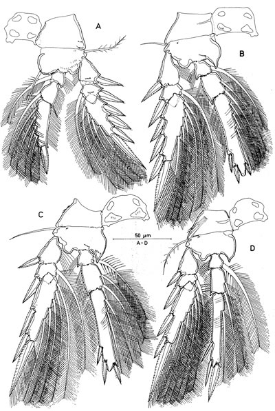 Species Triconia minuta - Plate 4 of morphological figures