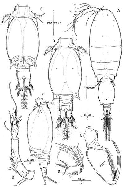 Species Triconia minuta - Plate 5 of morphological figures