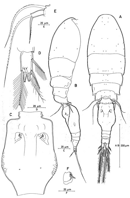 Species Triconia rufa - Plate 1 of morphological figures