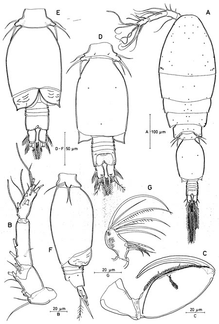Species Triconia rufa - Plate 3 of morphological figures