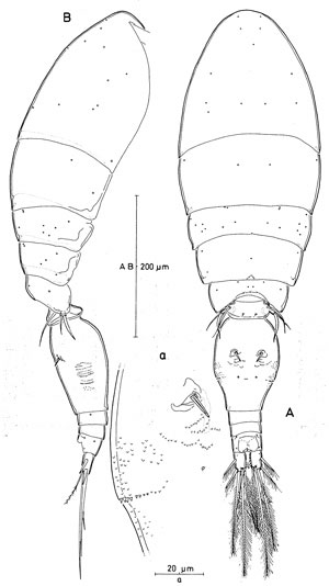 Species Triconia umerus - Plate 1 of morphological figures