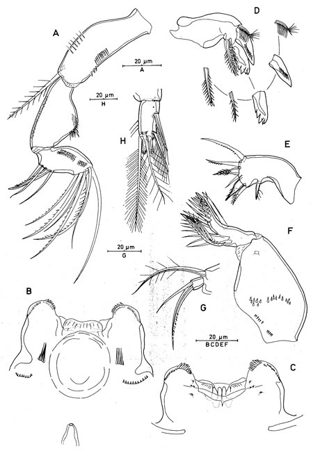 Species Triconia umerus - Plate 2 of morphological figures