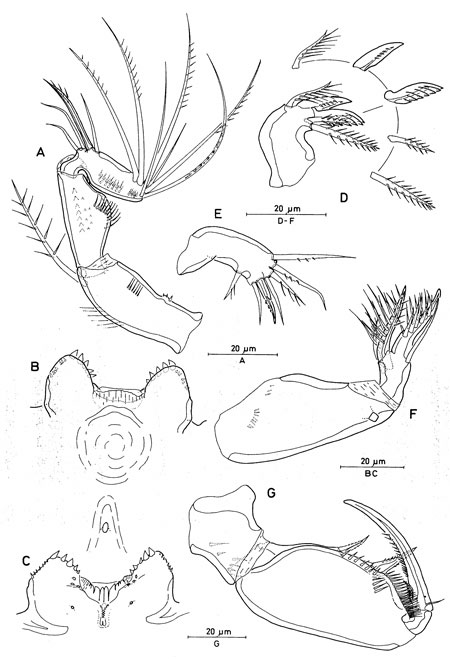 Species Triconia elongata - Plate 2 of morphological figures