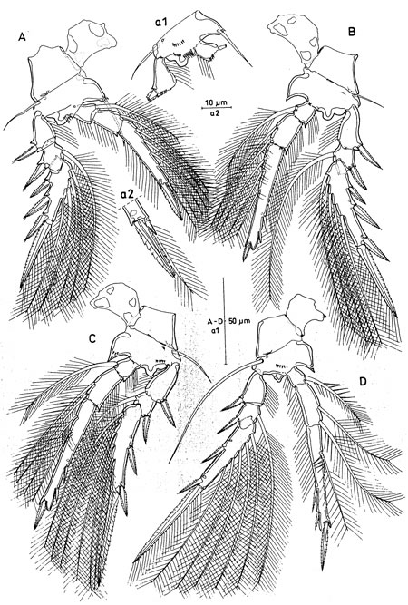 Species Triconia elongata - Plate 3 of morphological figures