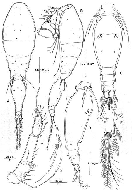 Species Triconia giesbrechti - Plate 1 of morphological figures