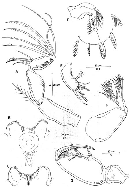 Species Triconia giesbrechti - Plate 2 of morphological figures