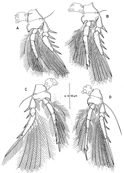 Species Triconia giesbrechti - Plate 3 of morphological figures