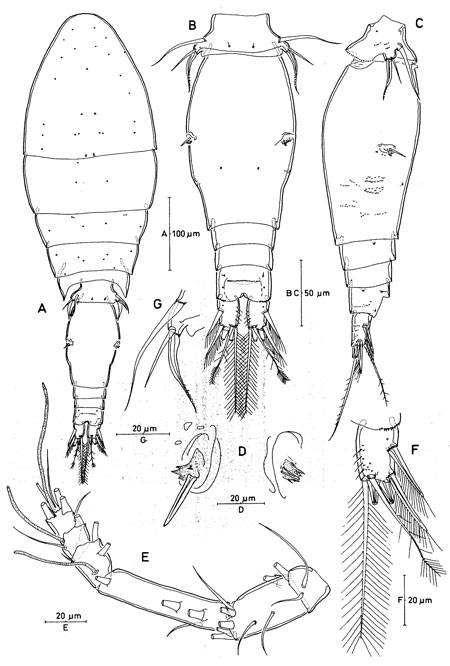 Espèce Triconia gonopleura - Planche 1 de figures morphologiques