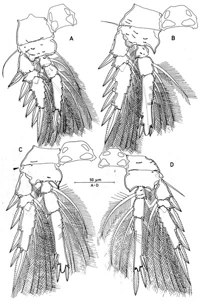 Species Triconia gonopleura - Plate 3 of morphological figures