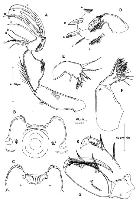 Espèce Triconia similis - Planche 6 de figures morphologiques